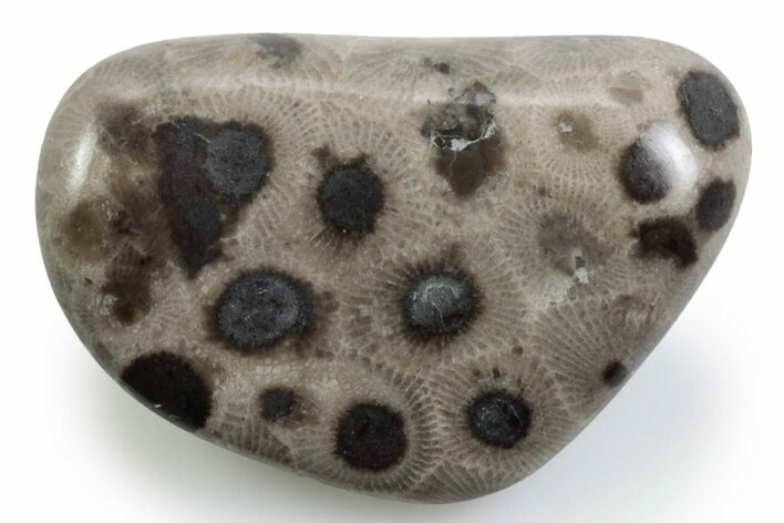 Polished Petoskey Stone (Fossil Coral) - Michigan #383092
